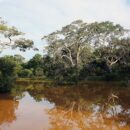 Wilpattu  25