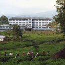 Tea pluckers Nuwara eliya 13
