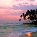 Man on a coconut tree 10