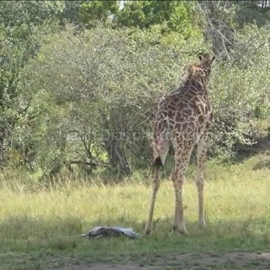 Birth of baby giraffe
